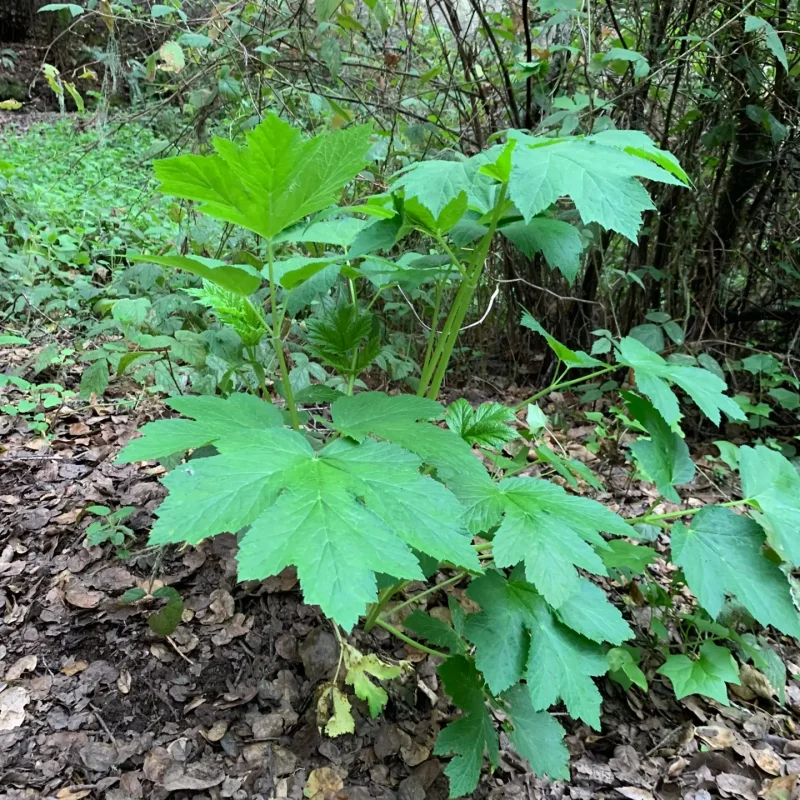 Cow Parsnip Plant on Hazelnut Trail.