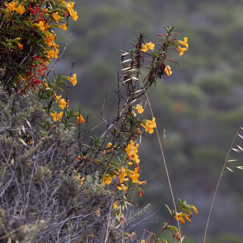 Sticky Monkeyflower growing on the side of a hill on Valley View Trail.