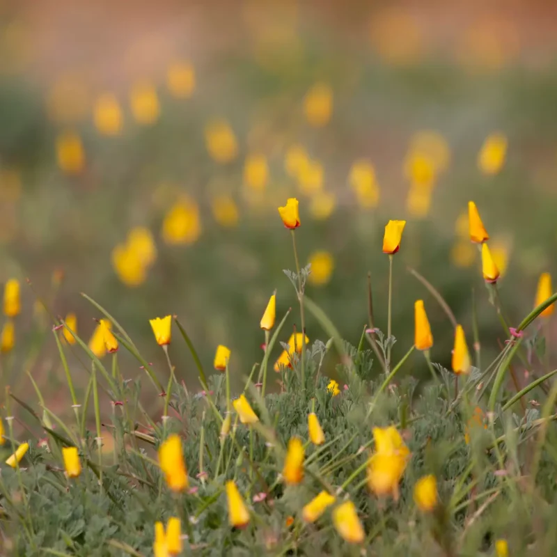 California Poppies on Weiler Ranch Trail.