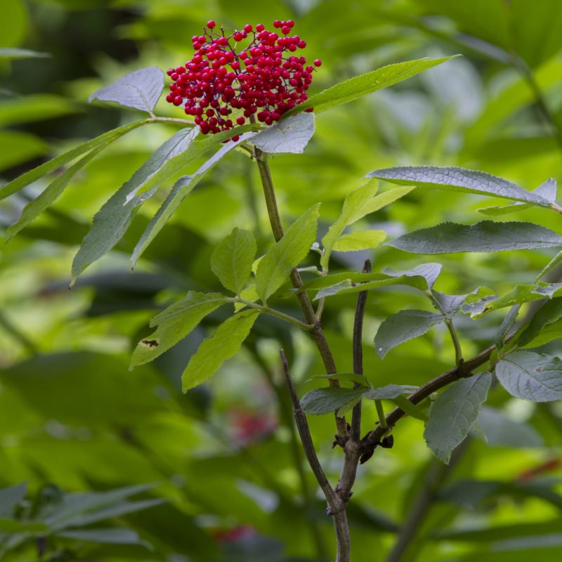 Red Elderberry Fruit on Walnut Grove.