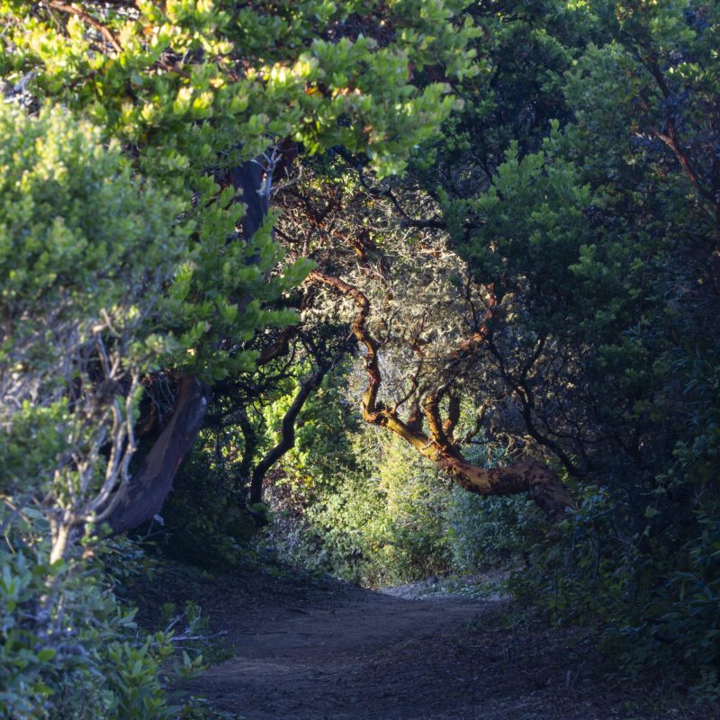 Brittleleaf Manzanitas forming a tunnel on Montara Mountain Trail.