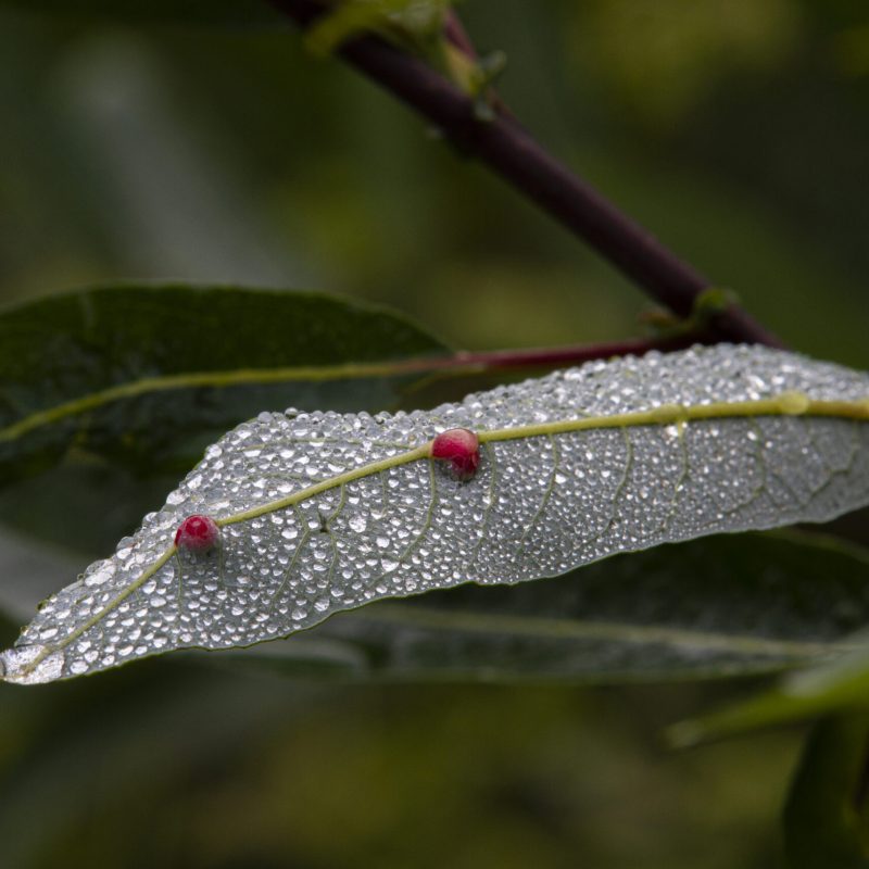 Willow Tube Gall Midges on underside of Arroyo Willow leaf on Trout Farm Trail.