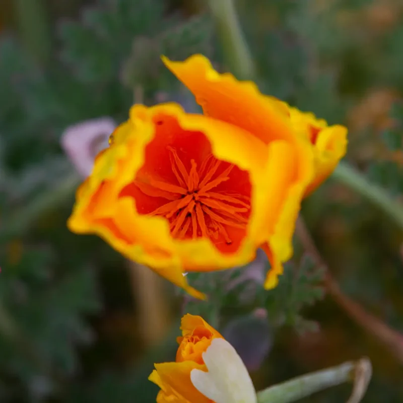 Closed California Poppy flower on Weiler Ranch Trail.