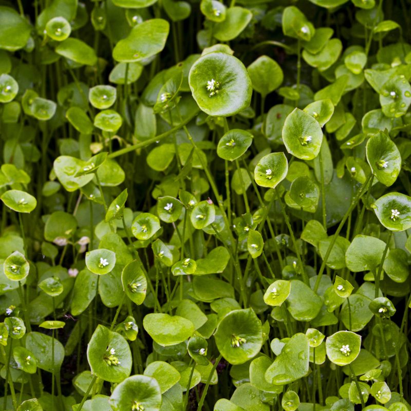 Miner’s Lettuce Flowers with some basal leaves on Hazelnut Trail.