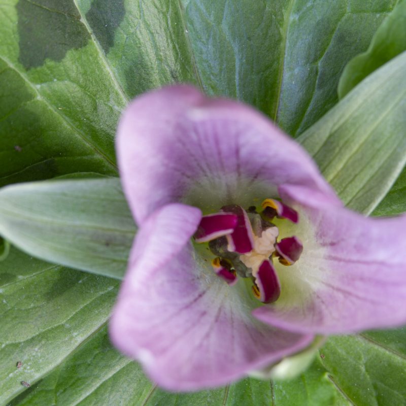 Giant Trillium flower on Plaskon Nature Trail.