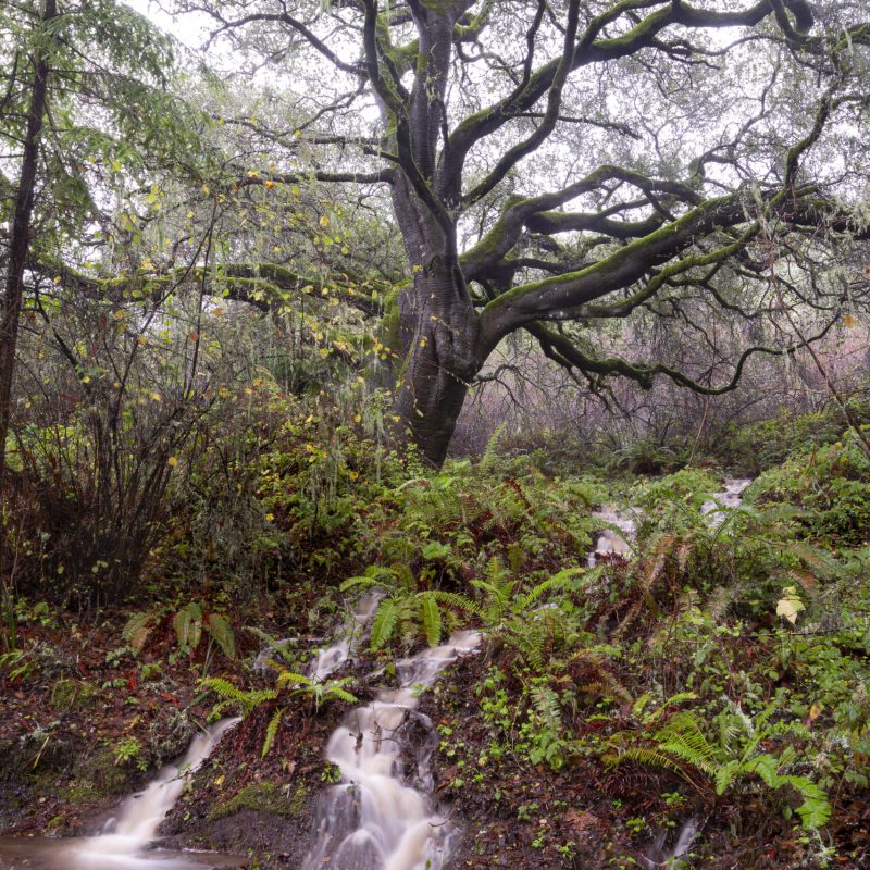 Coast Live Oak during an atmospheric river with water streaming down the trail.