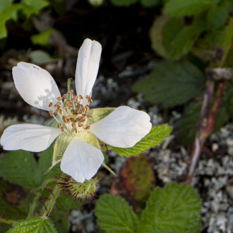 CA Blackberry flower on Trout Farm Trail.