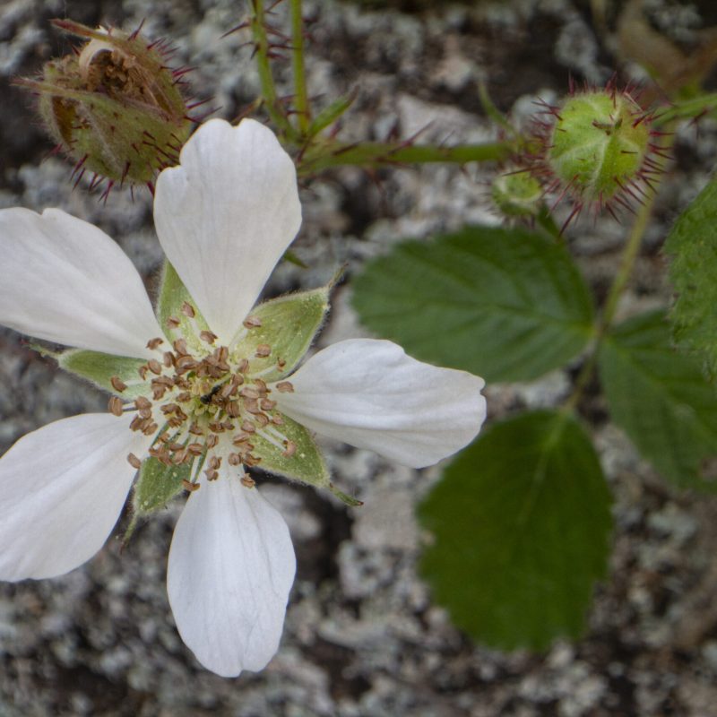 California Blackberry flower on Trout Farm Trail.