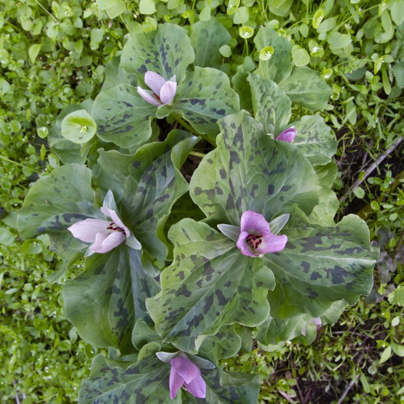 Giant Trillium flowers on Plaskon Nature Trail.