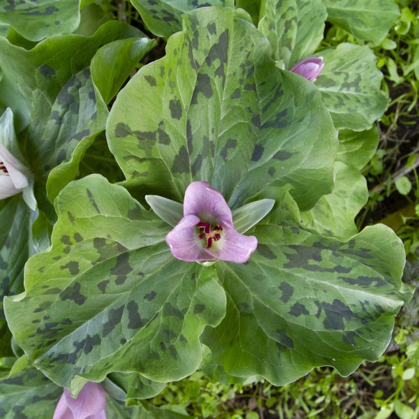 Giant Trillium flower on Plaskon Nature Trail.