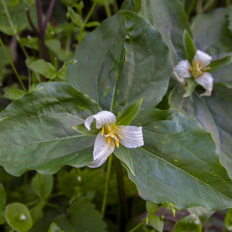 Pacific Trillium flower on Plaskon Nature Trail.