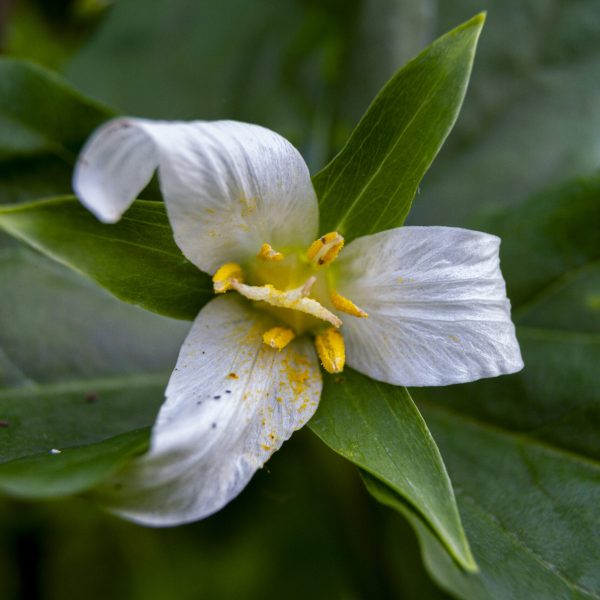 Pacific Trillium flower on Plaskon Nature Trail.