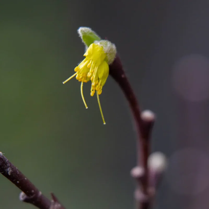 Western Leatherwood flower Hazelnut Trail.