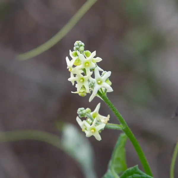 California Man-Root flowers on Hazelnut Trail.