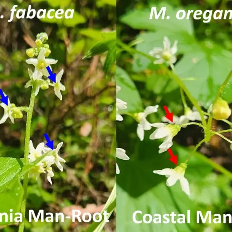 Man-Root Flower comparison