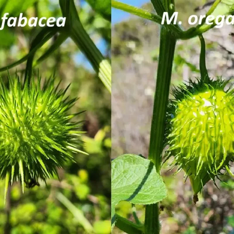Comparison of fruits