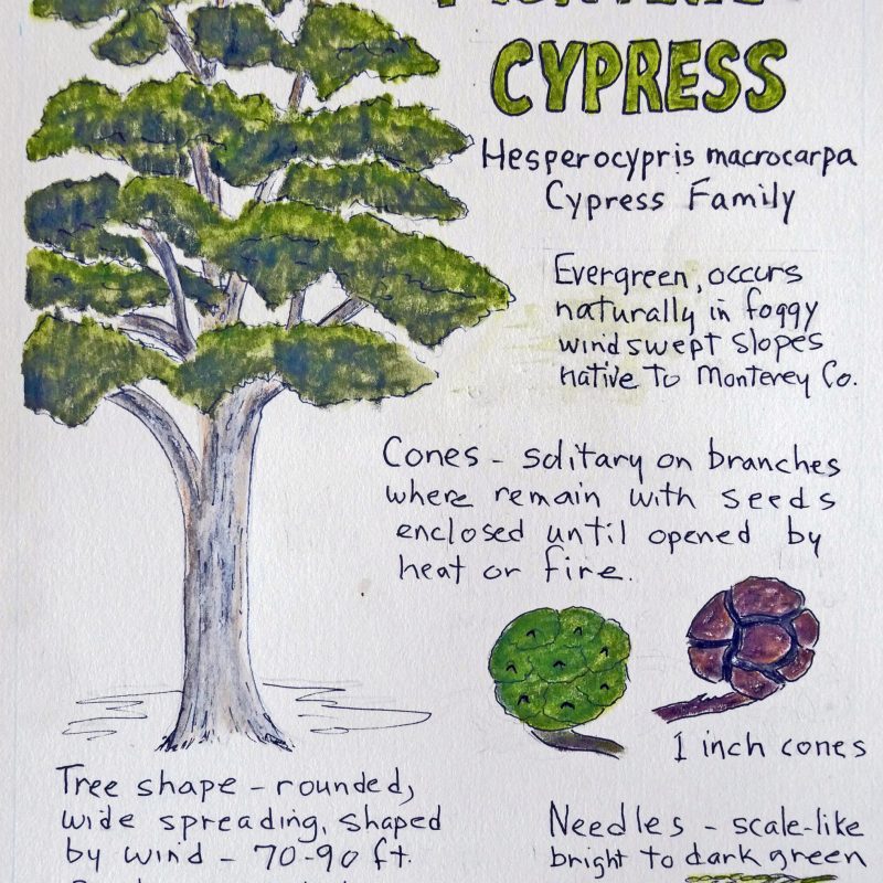 Nature Journal Page of a Monterey Cypress (Hesperocypris macrocarpa) by Sharron Walker