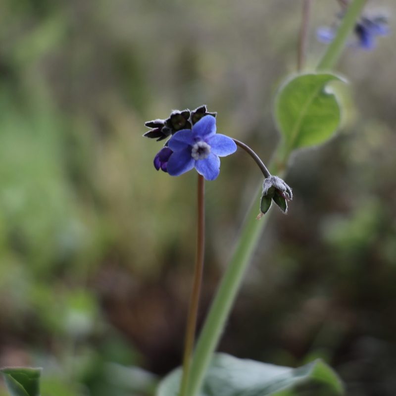 Pacific Hound's Tongue flowers on Montara Mountain Trail.