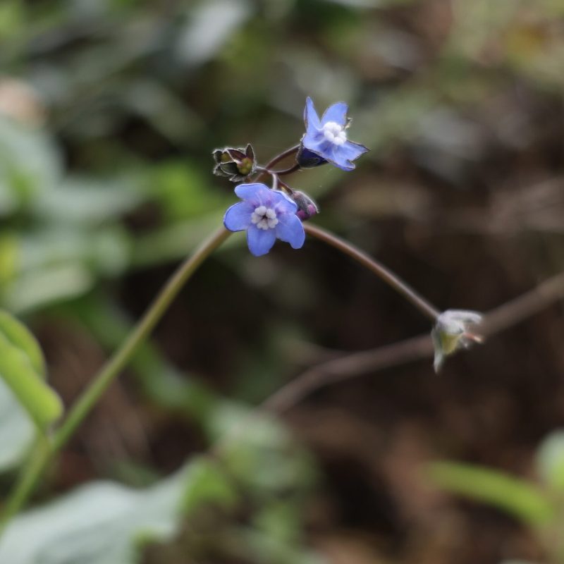 Pacific Hound's Tongue flowers on Montara Mountain Trail.