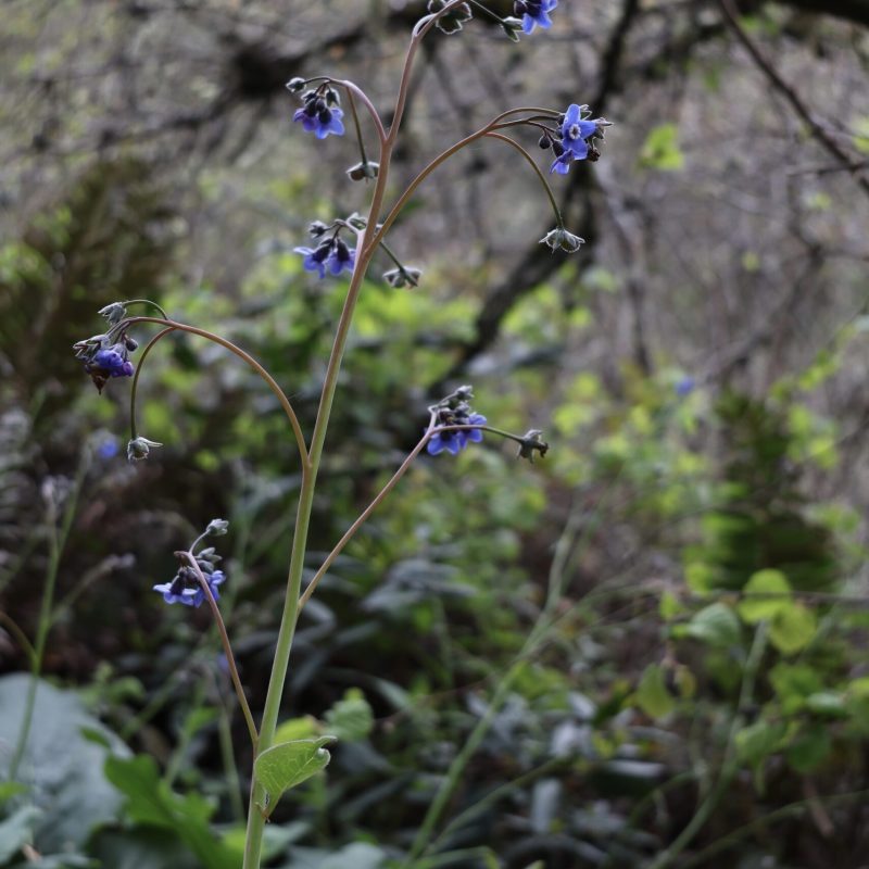 Pacific Hound's Tongue flowers on Montara Mountain Trail.