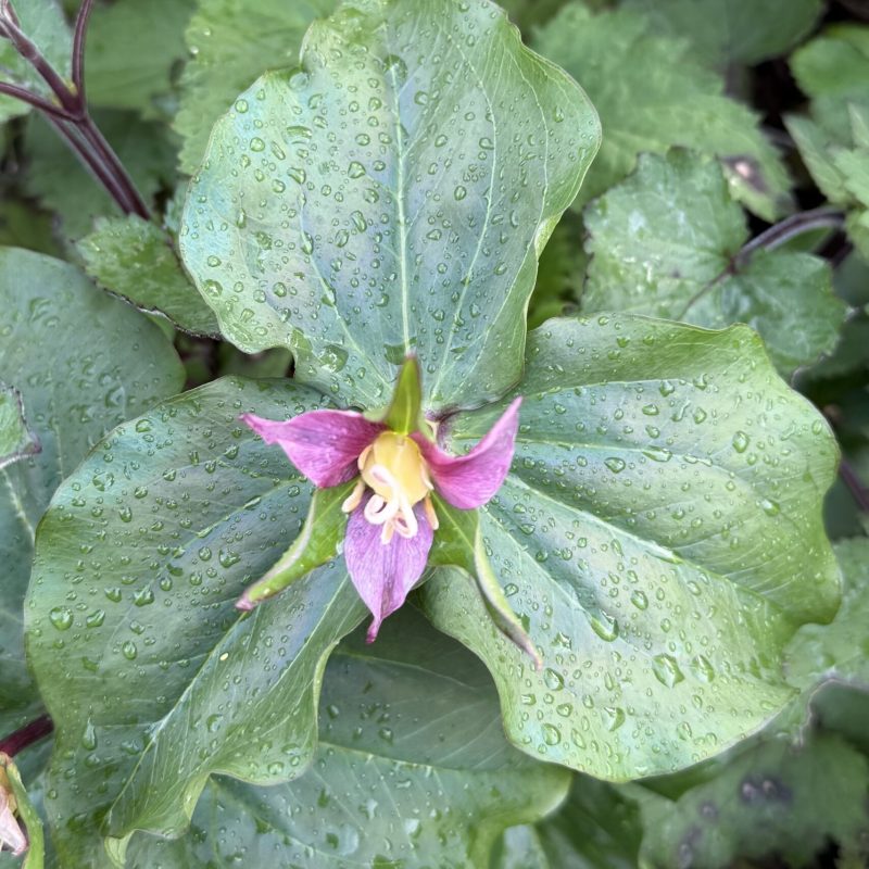 Pacific Trillium | Trillium ovatum | Plant | Montara Mountain Trail