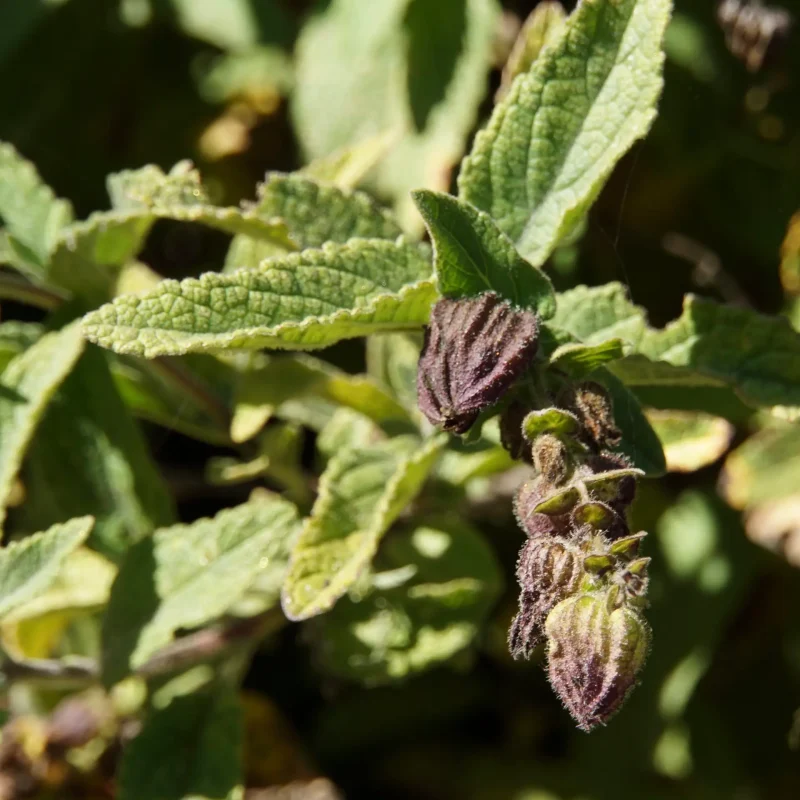 Pitcher Sage flowers