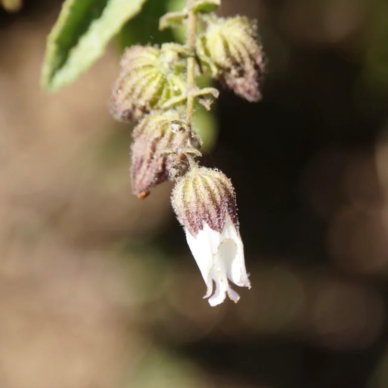 Pitcher Sage flowers