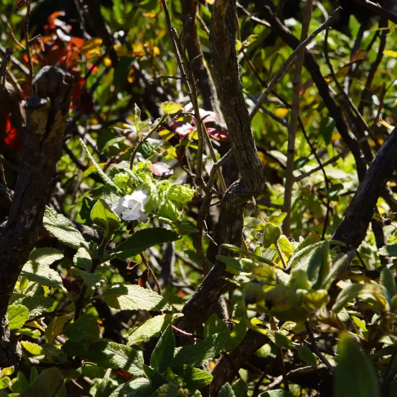 Pitcher Sage flower