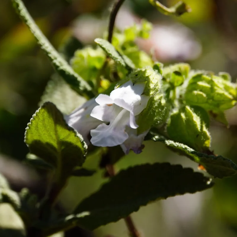 Pitcher Sage flower