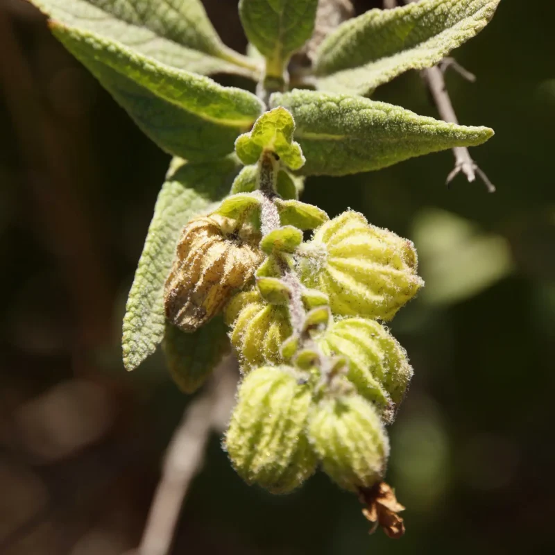 Pitcher Sage flowers