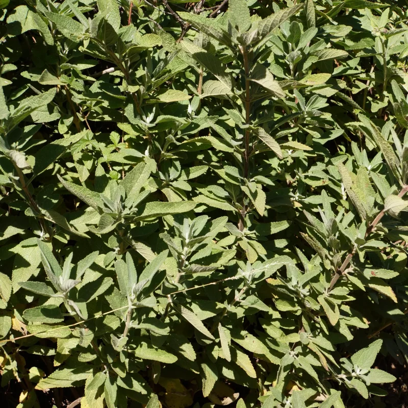 Pitcher Sage leaves