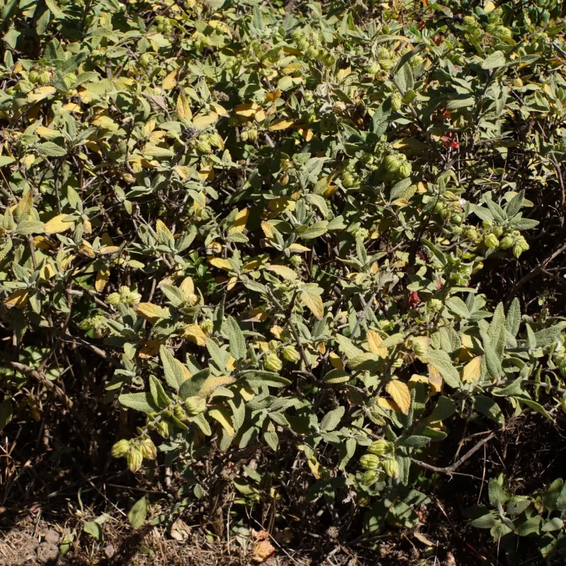 Pitcher Sage shrub
