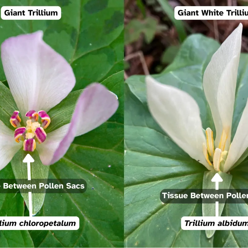 Comparing the purple tissue between pollen sacs of Giant wakerobin (Trillium chloropetalum) to the white pollen sacs of the Giant White Wakerobin (Trillium albidum) on Plaskon Nature Trail.