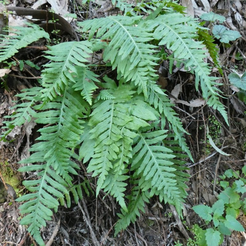 California polypody fern fronds on Trout Farm Trail.