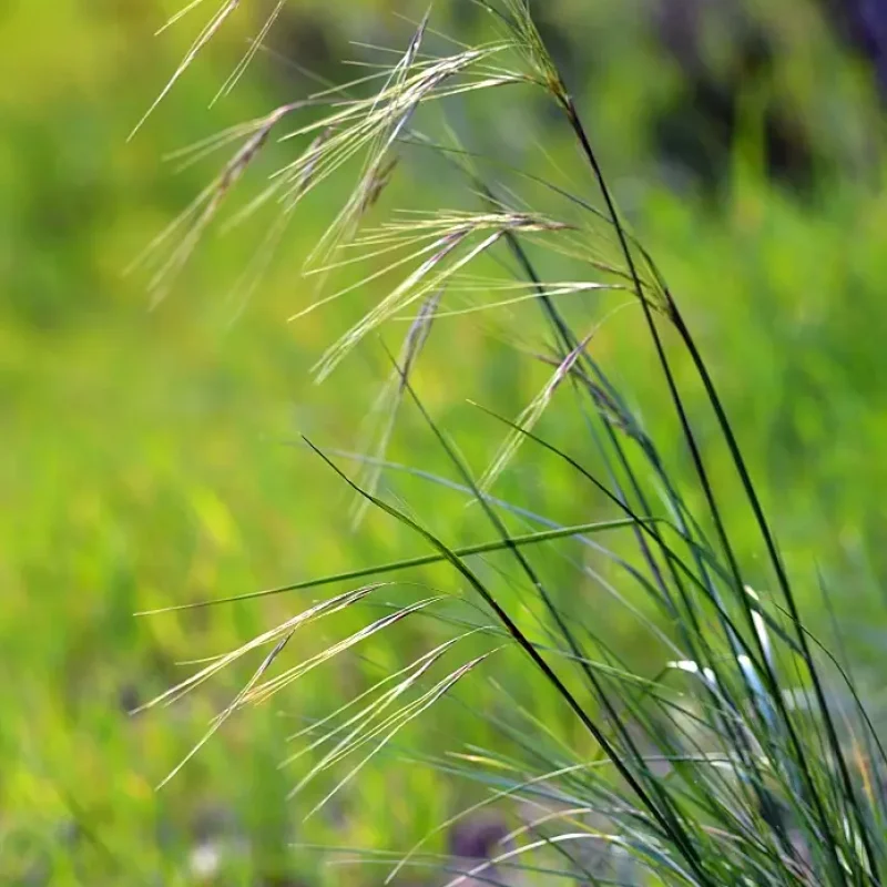 Purple Needlegrass on Valley View Trail.