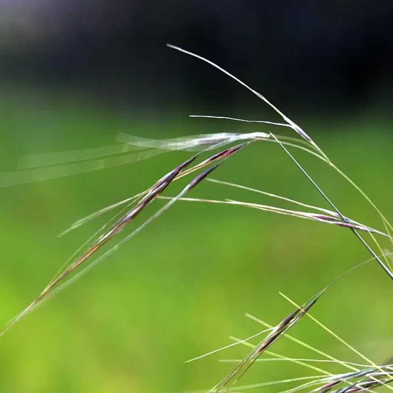 Purple Needlegrass awns on Valley View Trail.