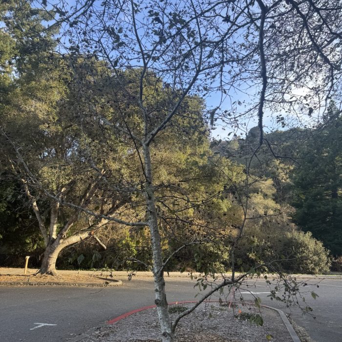 Red Alder young tree in parking lot near visitor center.