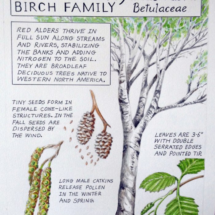 Nature Journal Page of a Red Alder (Alnus rubra betulaceae) by Annie Blair