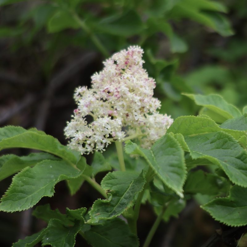 Red Elderberry flowers and leaves on Montara Mountain Trail.