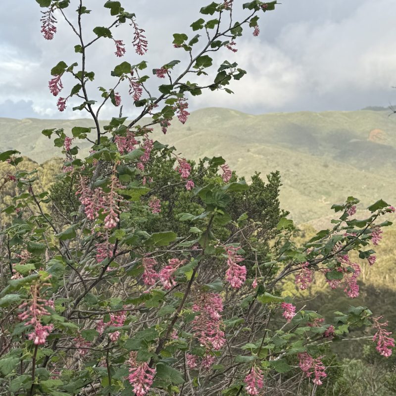 Pink-flowering Currant flowers on Montara Mountain Trail.