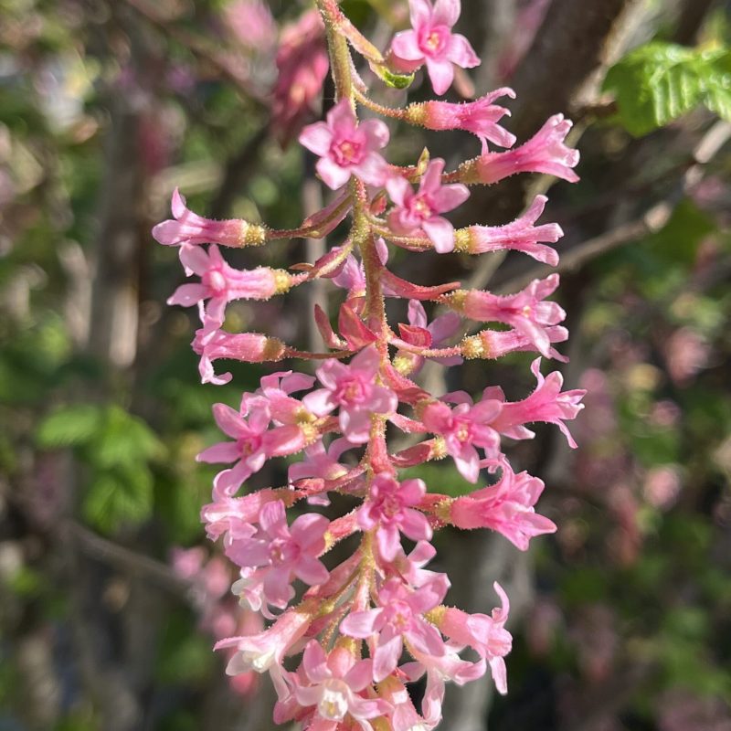 Photo of the red flowering currant in bloom.