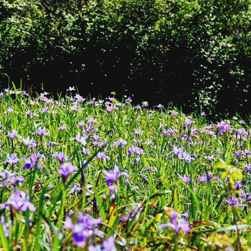 Douglas Iris flower patch on Hazelnut Trail.