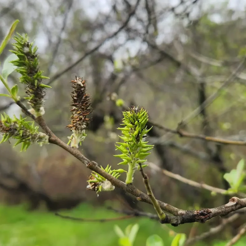 Arroyo Willow female catkins on Weiler Ranch Trail.