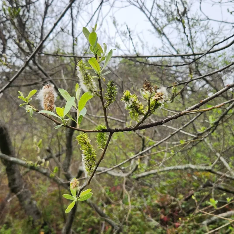 Arroyo Willow female catkins Weiler Ranch Trail