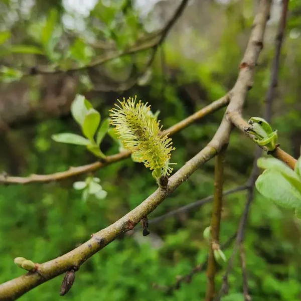 Arroyo Willow male catkins Weiler Ranch Trail