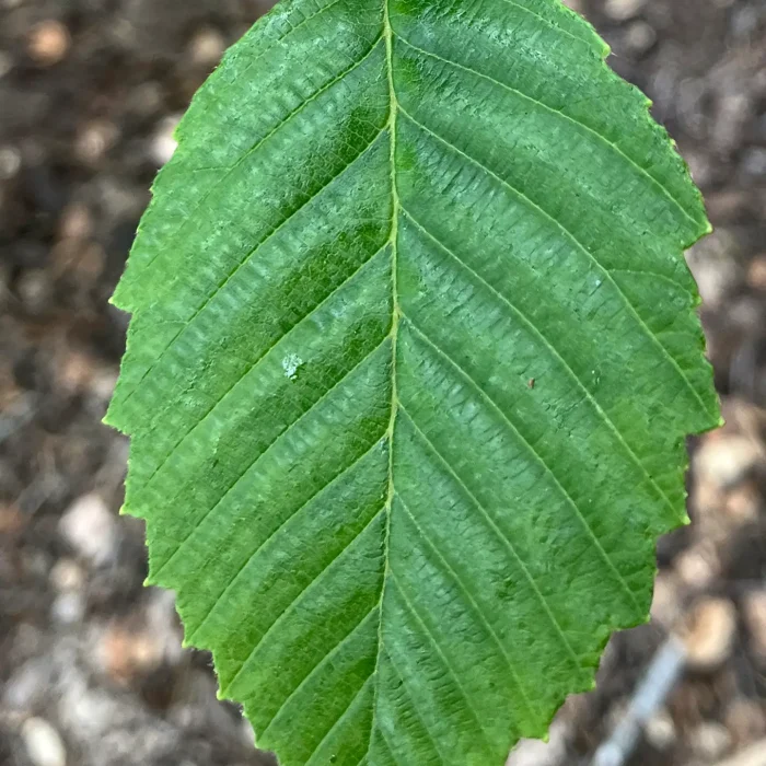 Red Alder leaf on Trout Farm Road.