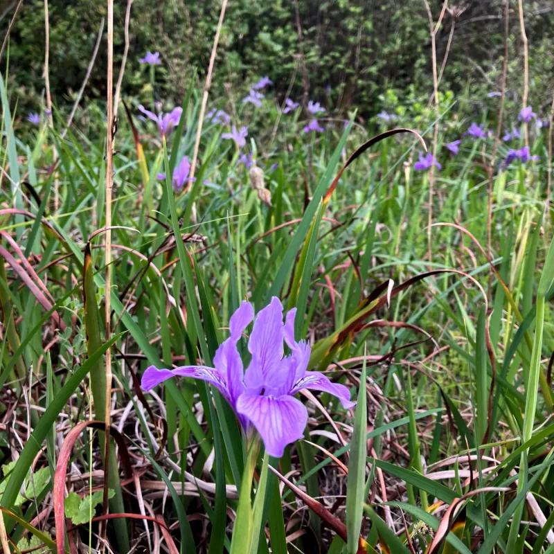 Douglas Iris flower patch on Hazelnut Trail.