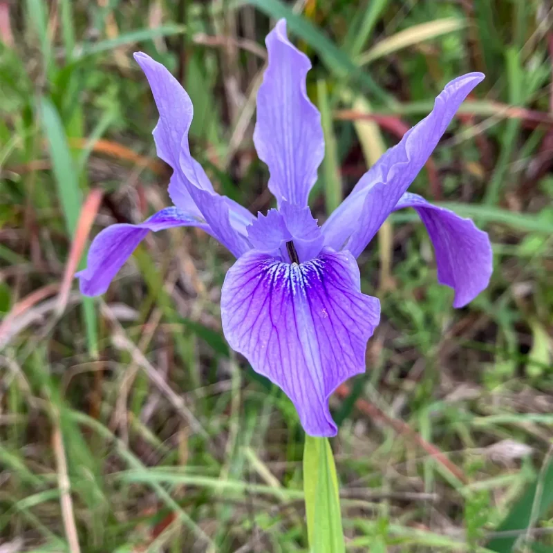 Photo by Shane Kadlecik