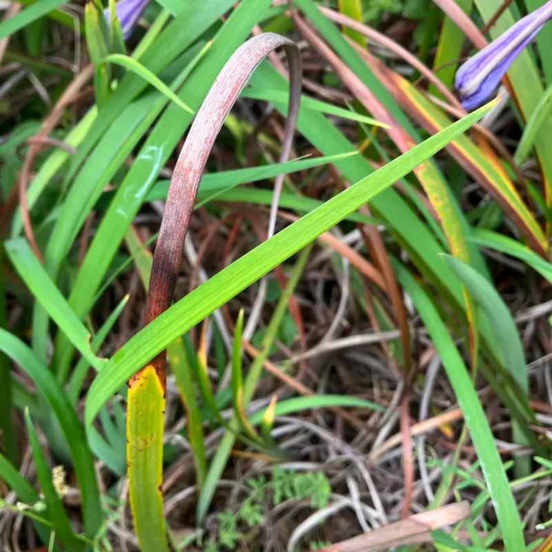 Douglas Iris leaves on Hazelnut Trail.