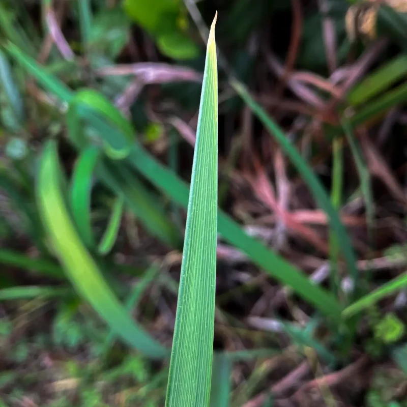 Topside of Douglas Iris leaf Hazelnut Trail.